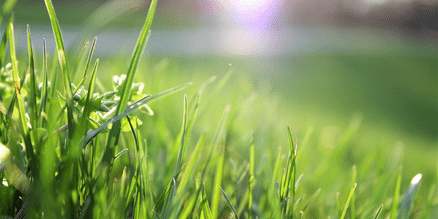 green bright dewy grass