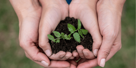 cupping plant and soil in hands