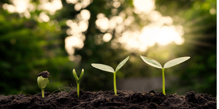 plant sprouting in dirt 