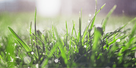 bright dewy grass with sun peaking