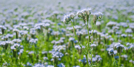 field of blue tansy