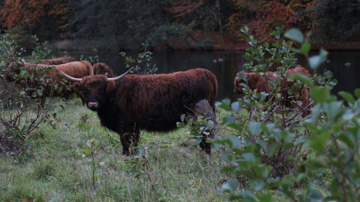 From Farm to Jar: The Journey of Our Grass-Fed Tallow