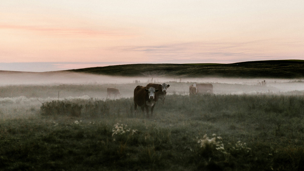 Why Grass-Fed Matters: The Importance of Sourcing High-Quality Tallow